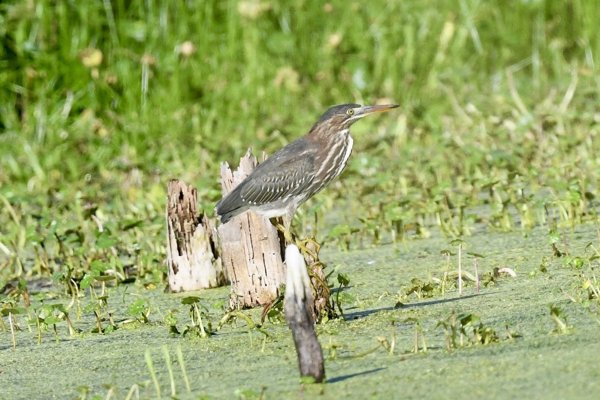 Green Heron - ML620640225