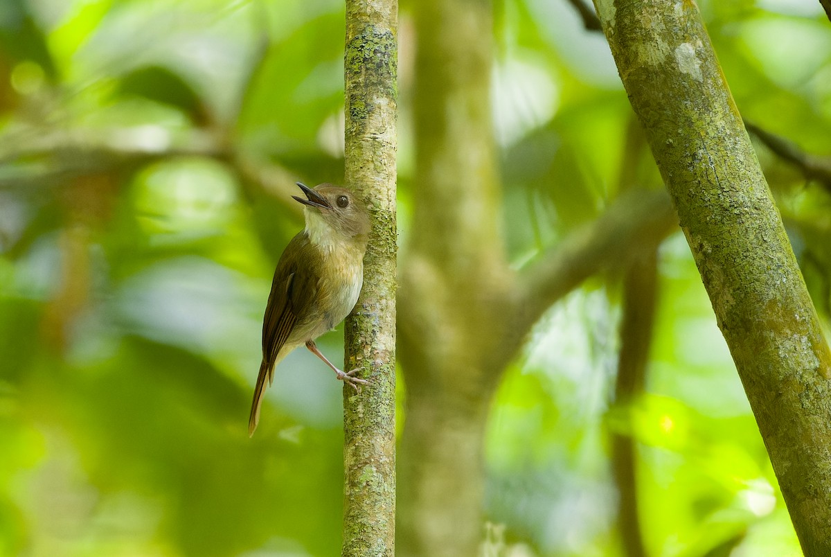 Fulvous-chested Jungle Flycatcher - ML620640228