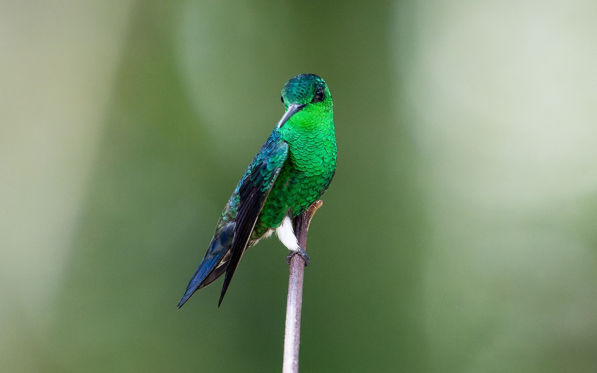 Steely-vented Hummingbird - ML620640229