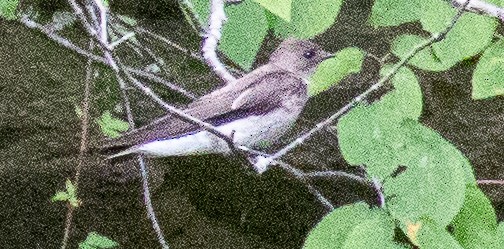 Northern Rough-winged Swallow - ML620640230