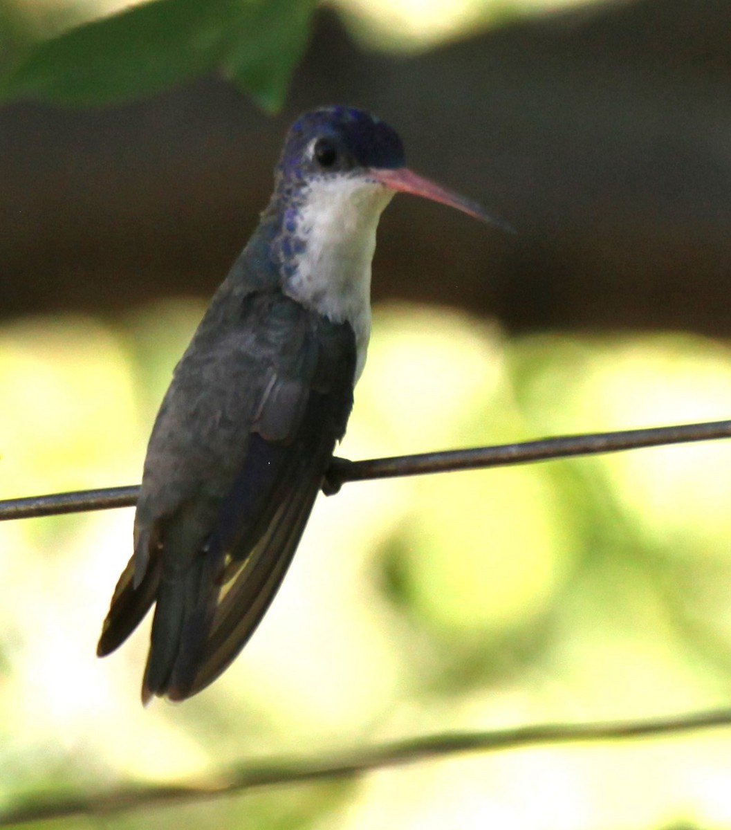 Violet-crowned Hummingbird - ML620640232