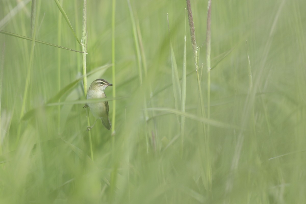 Sedge Warbler - ML620640233