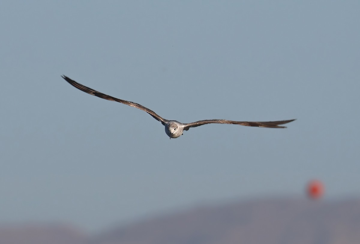 Mouette atricille - ML620640236