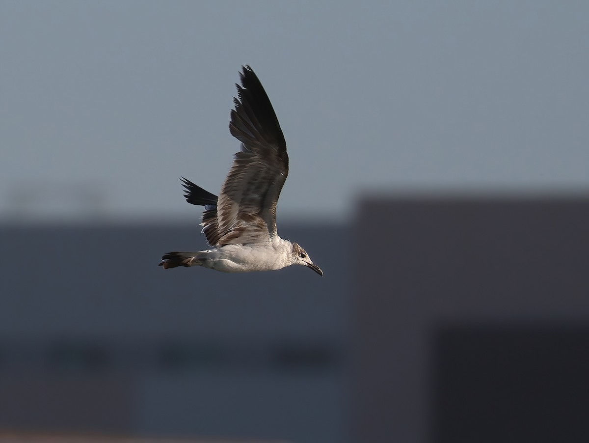 Mouette atricille - ML620640238