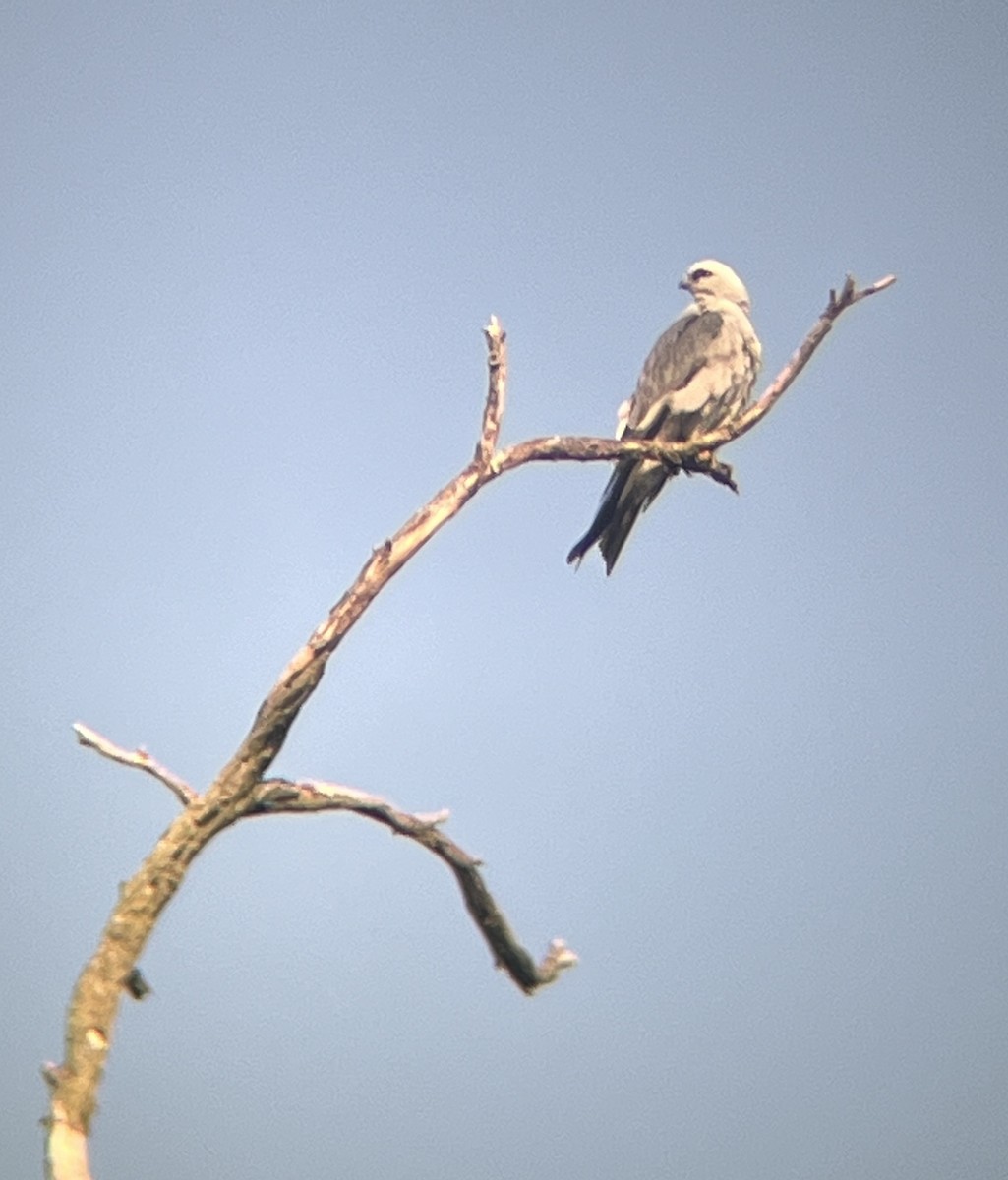 Mississippi Kite - ML620640239