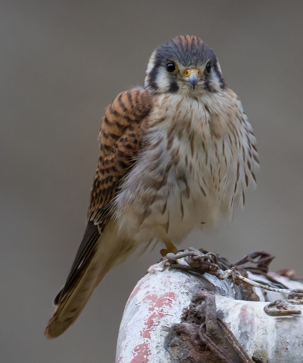 American Kestrel - ML620640240