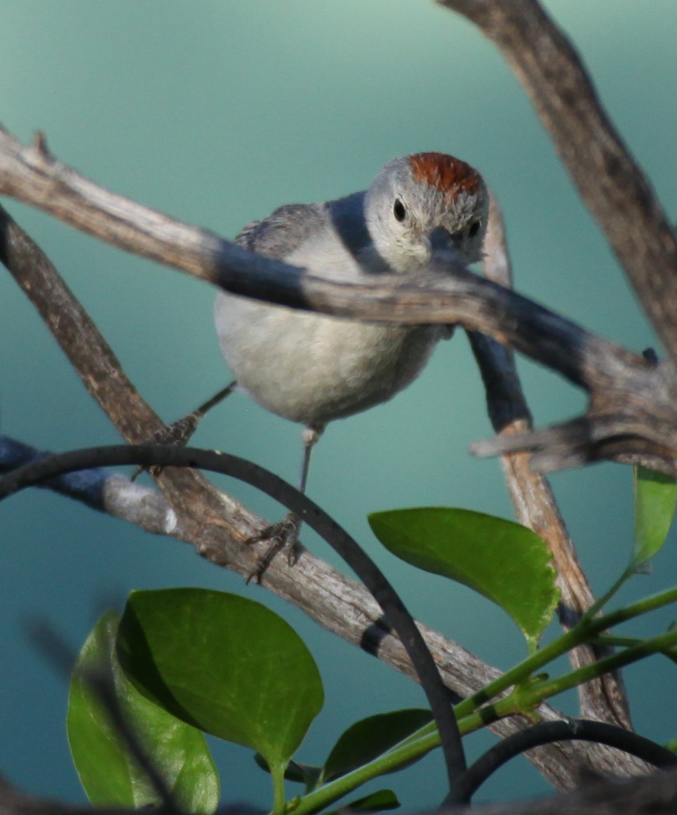 Lucy's Warbler - ML620640242