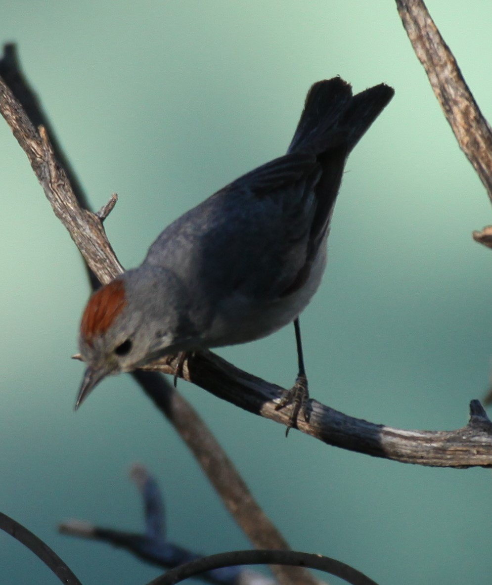 Lucy's Warbler - ML620640244