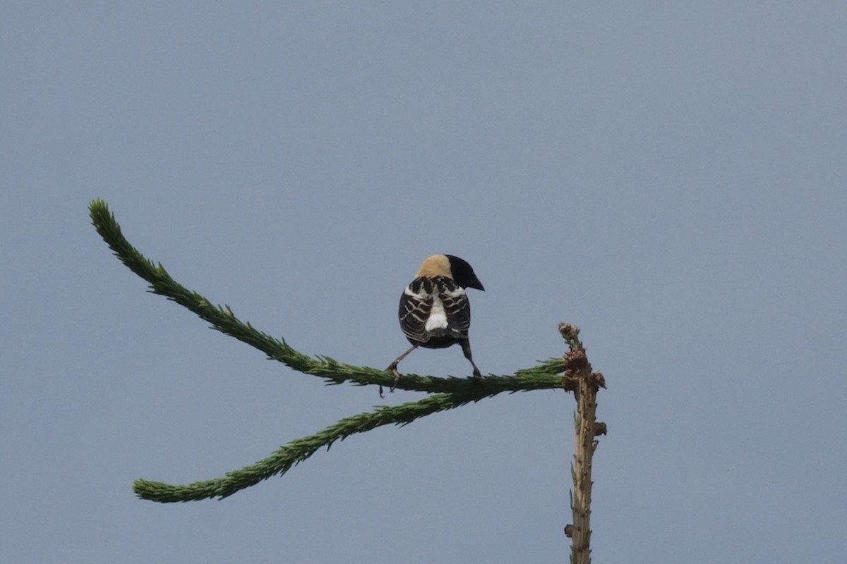 bobolink americký - ML620640248