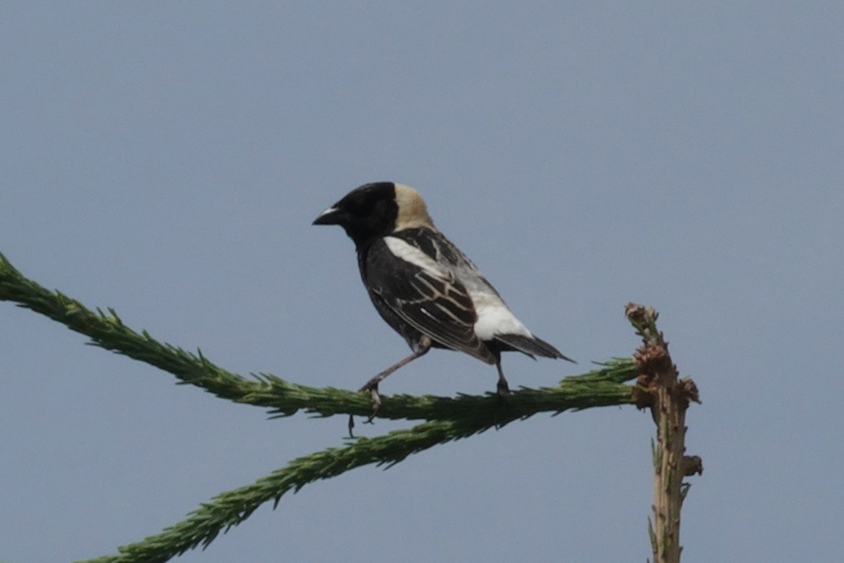 bobolink americký - ML620640249