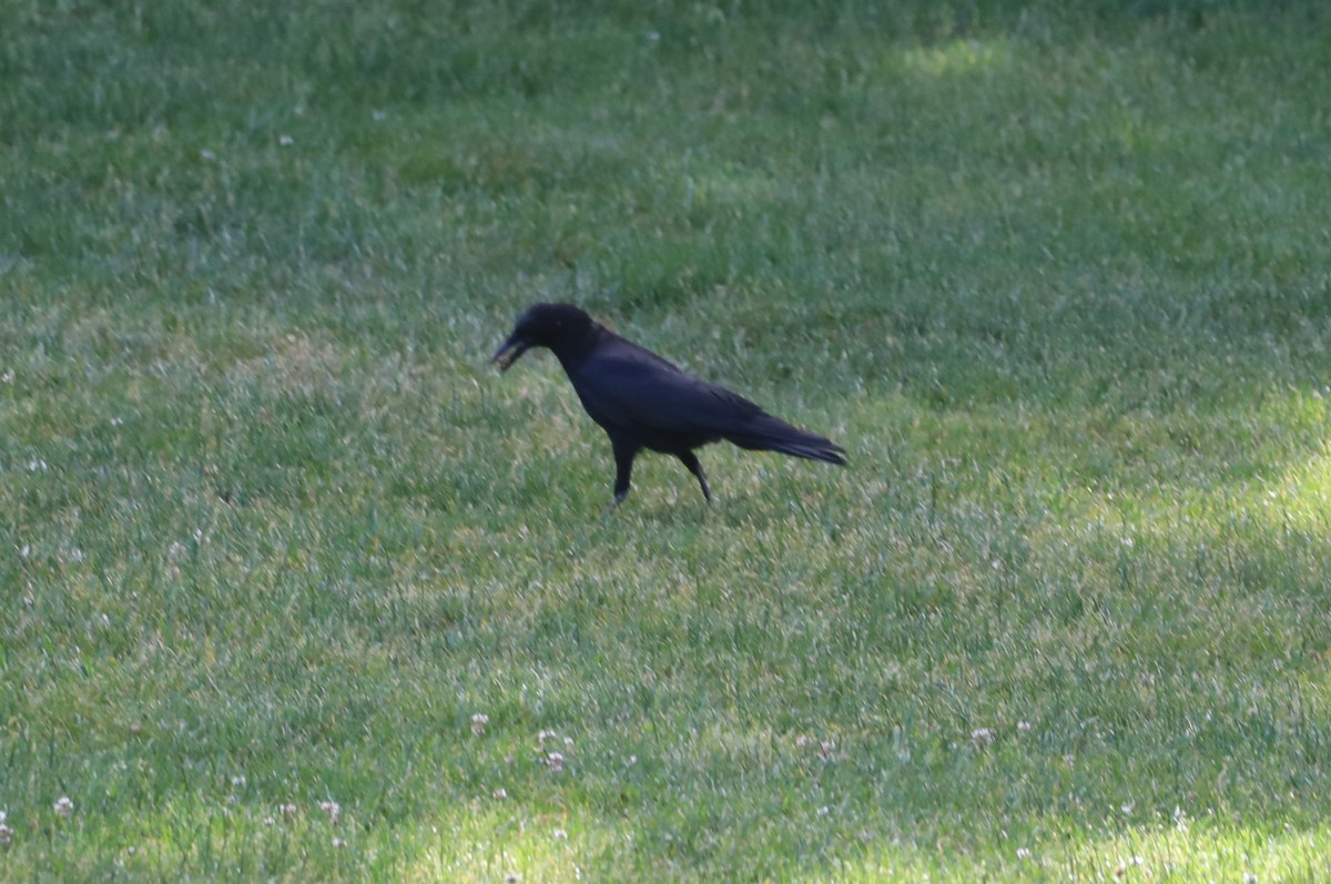 American Crow - ML620640250