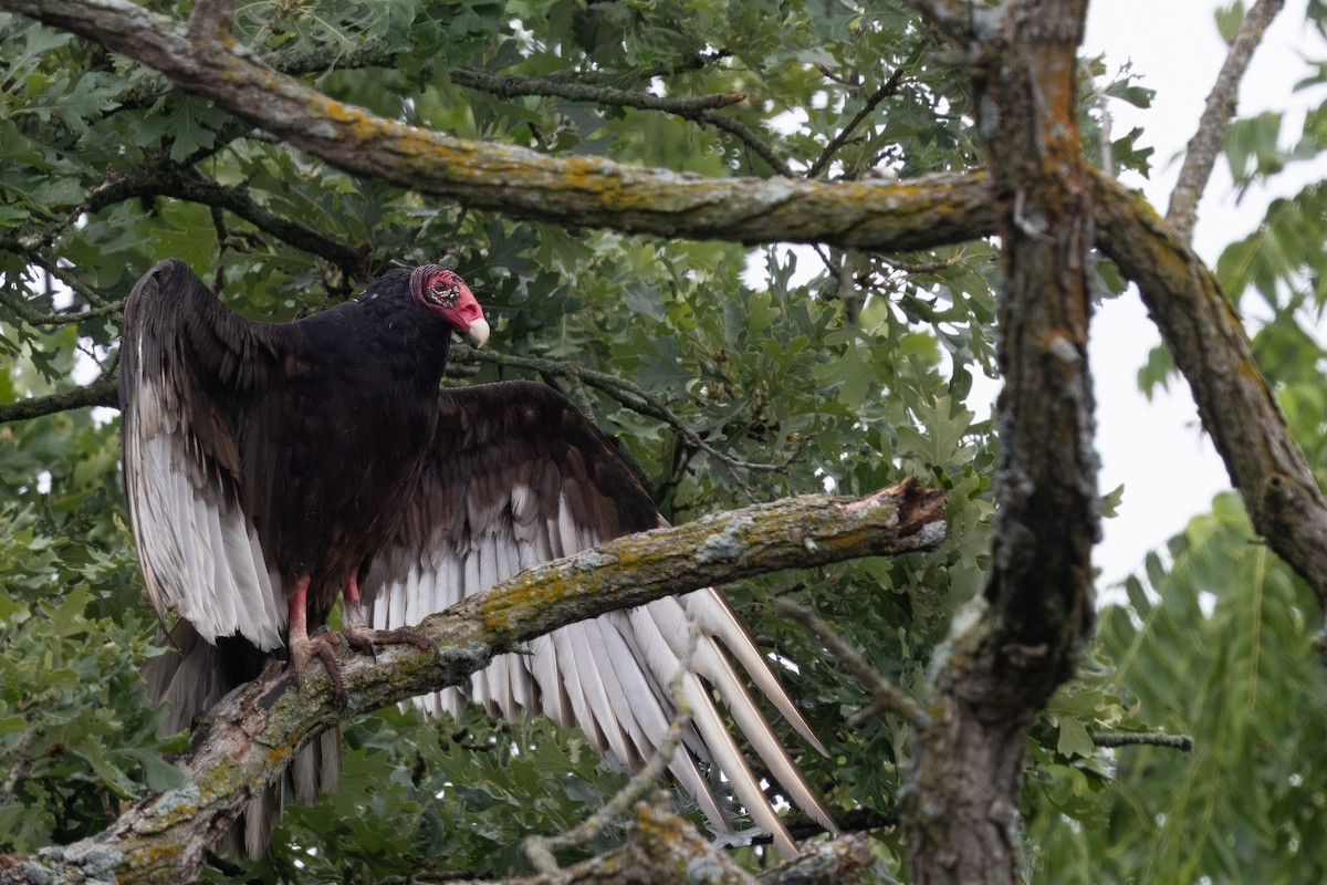 Turkey Vulture - ML620640260