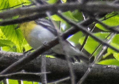 Yellow-throated Vireo - Jim Wilson