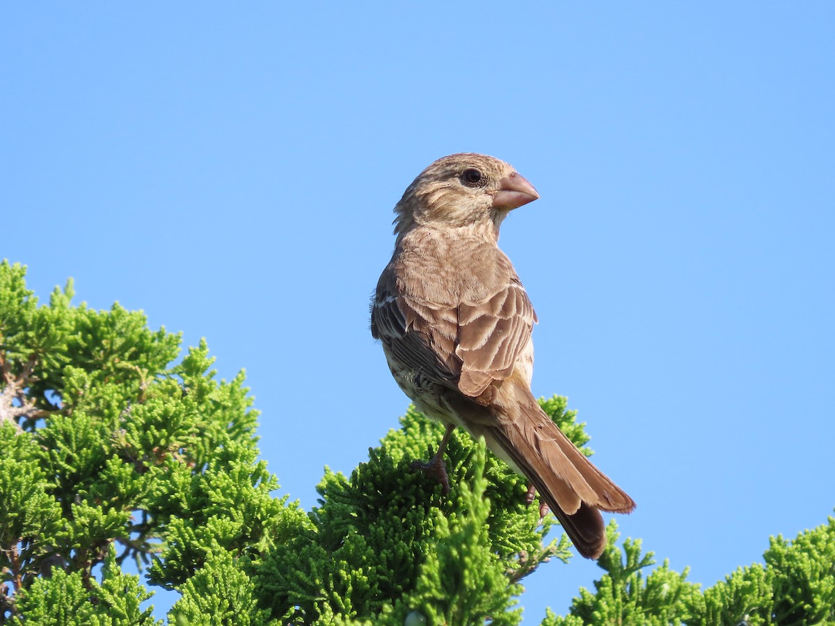 House Finch - ML620640269