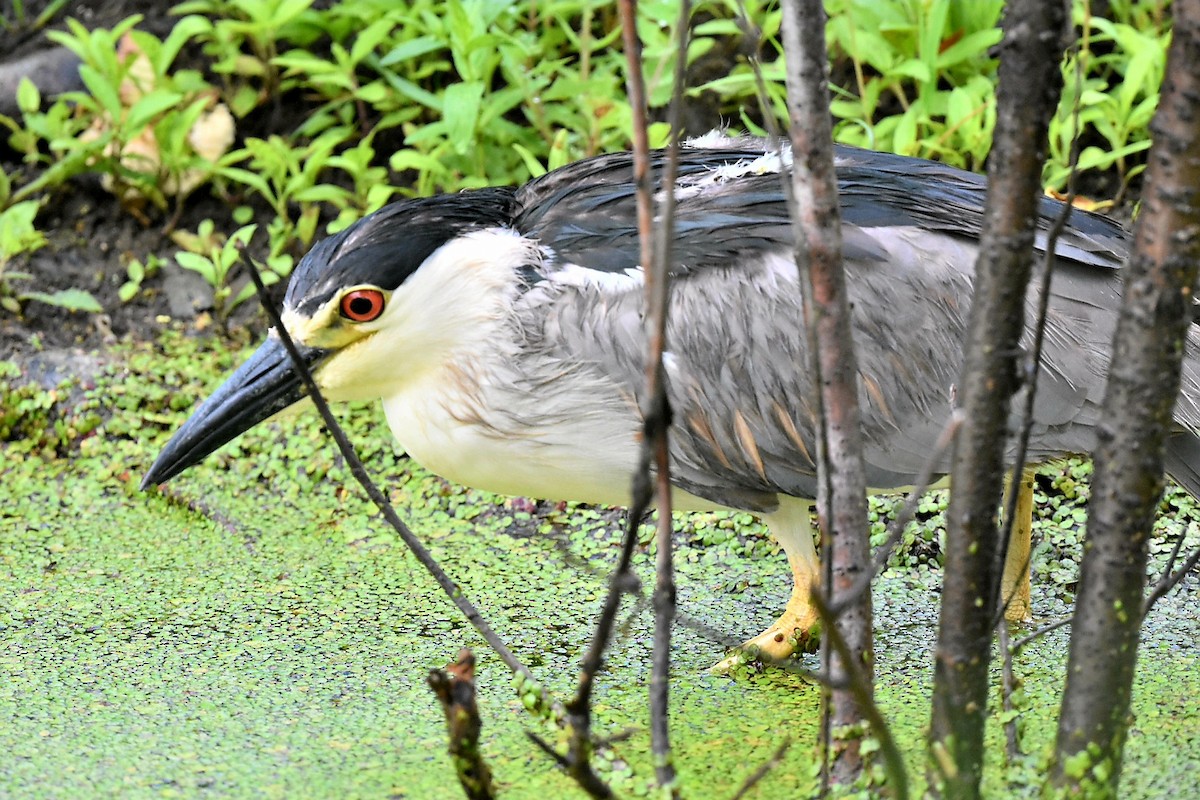 Black-crowned Night Heron - ML620640270