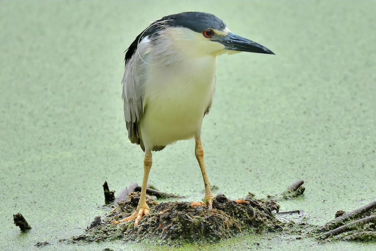 Black-crowned Night Heron - ML620640271