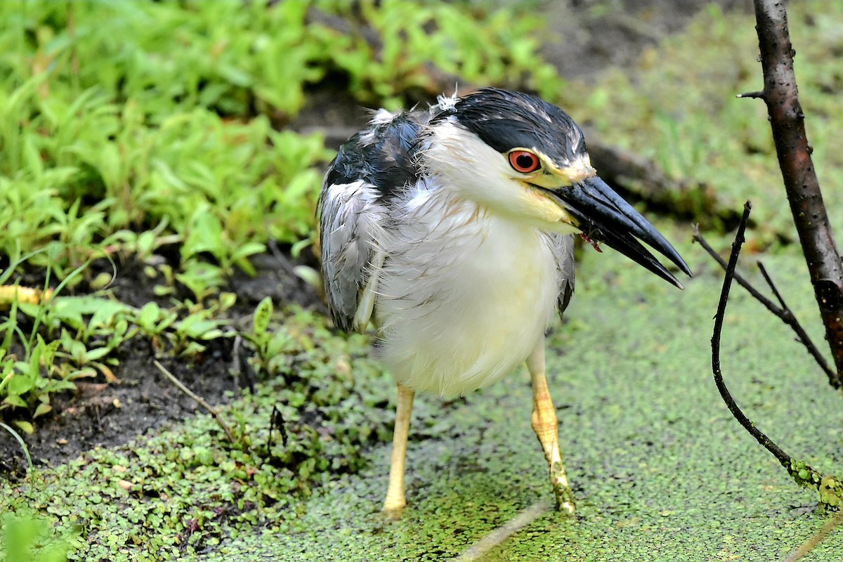 Black-crowned Night Heron - ML620640272