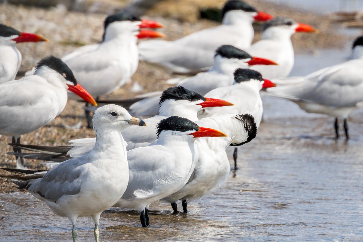 Caspian Tern - ML620640274