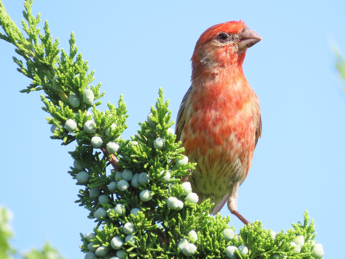 House Finch - ML620640275