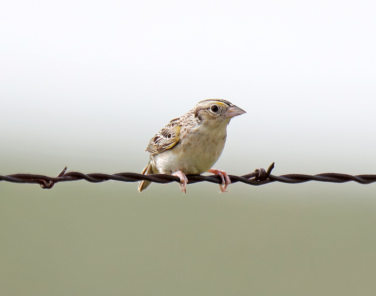 Grasshopper Sparrow - ML620640276