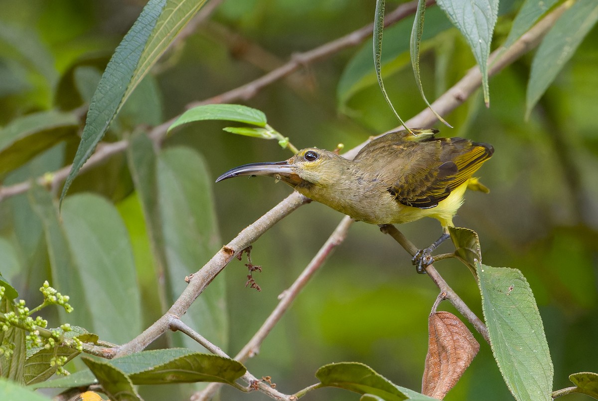 Thick-billed Spiderhunter - ML620640277