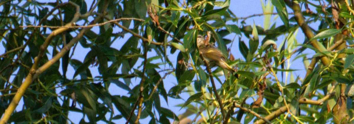 American Redstart - ML620640279