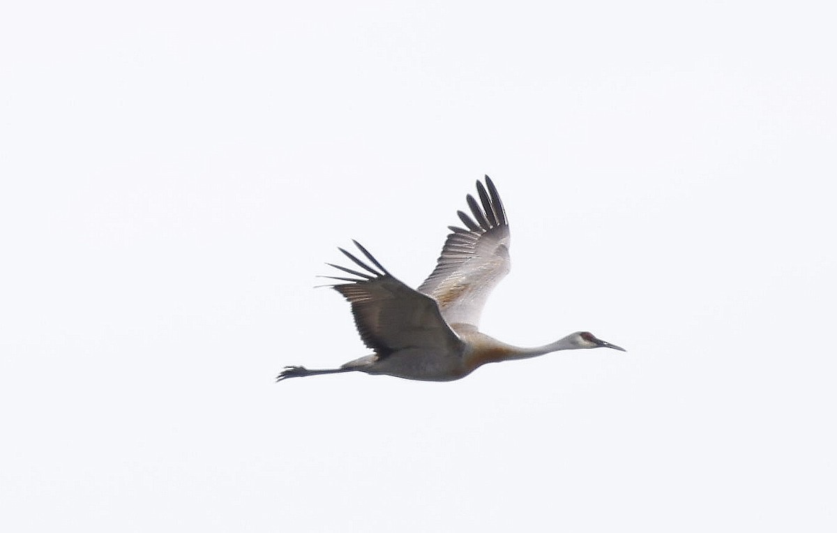 Sandhill Crane - ML620640283