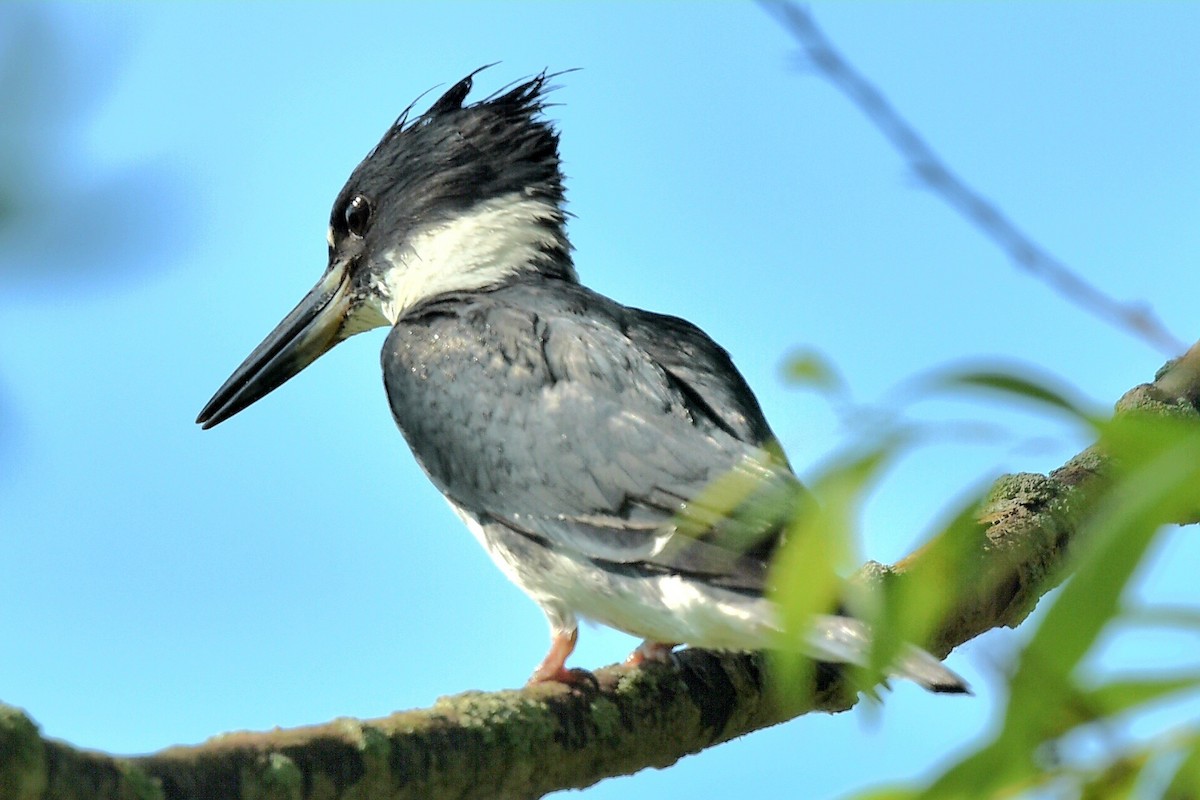 Belted Kingfisher - ML620640284