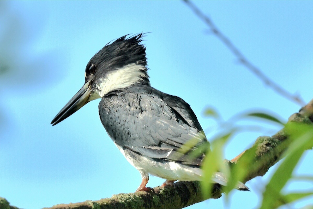 Belted Kingfisher - ML620640285