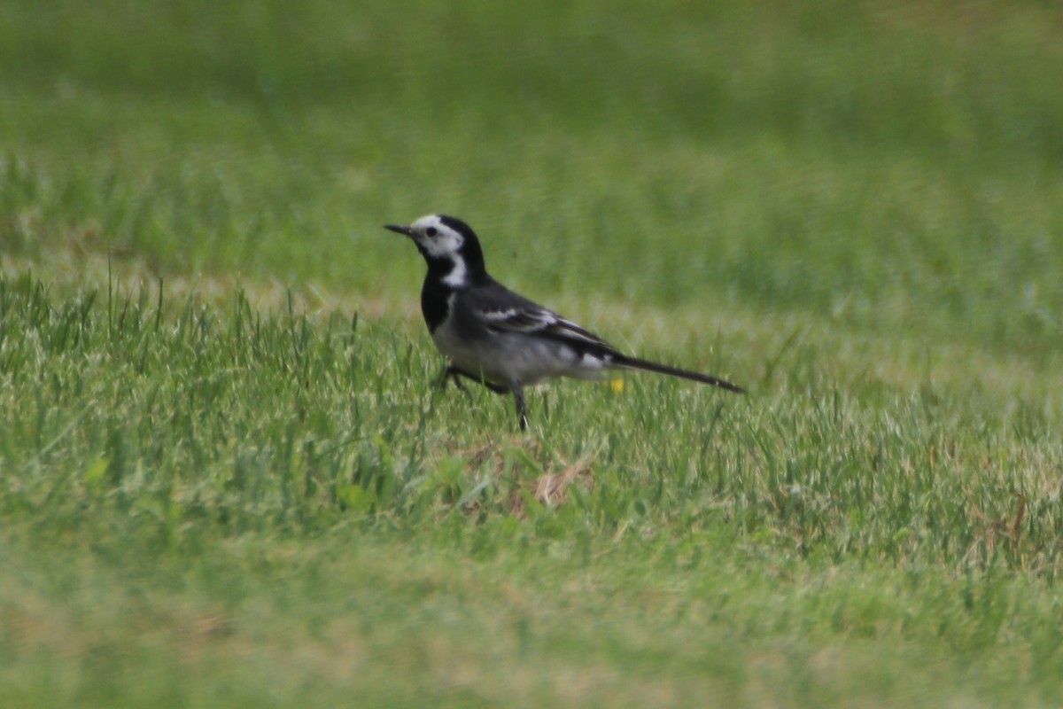 White Wagtail (White-faced) - ML620640288