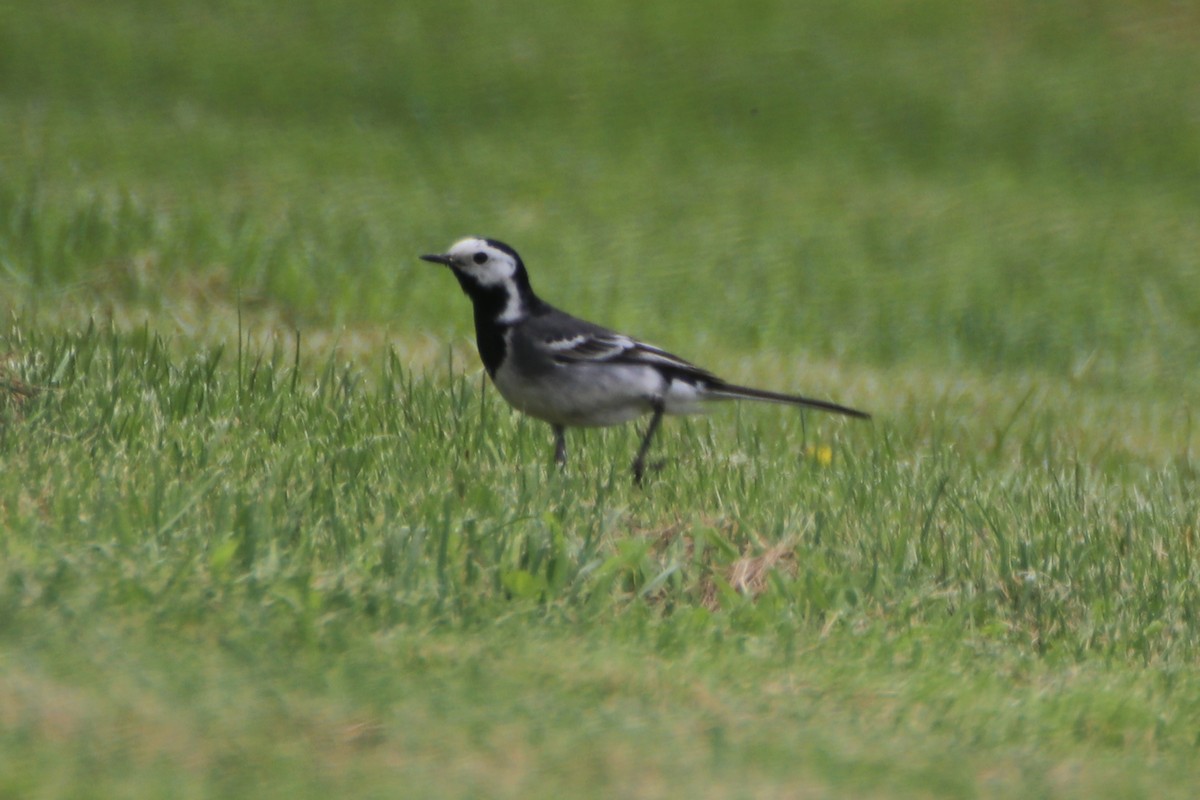 White Wagtail (White-faced) - ML620640289