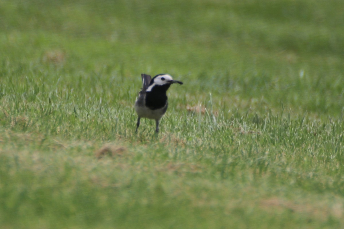 White Wagtail (White-faced) - ML620640290