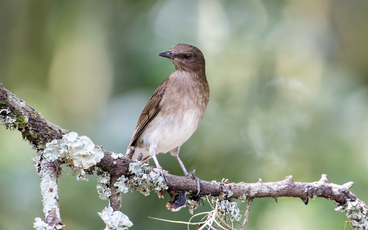 Black-billed Thrush - ML620640293