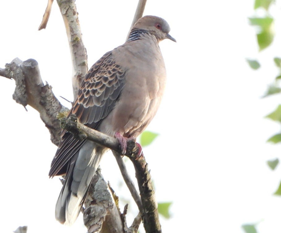 Oriental Turtle-Dove - ML620640294