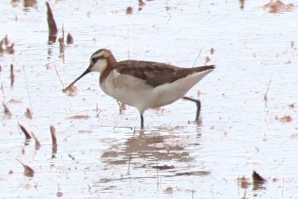 hvithalesvømmesnipe - ML620640297