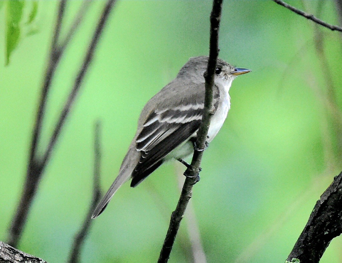 Willow Flycatcher - ML620640299