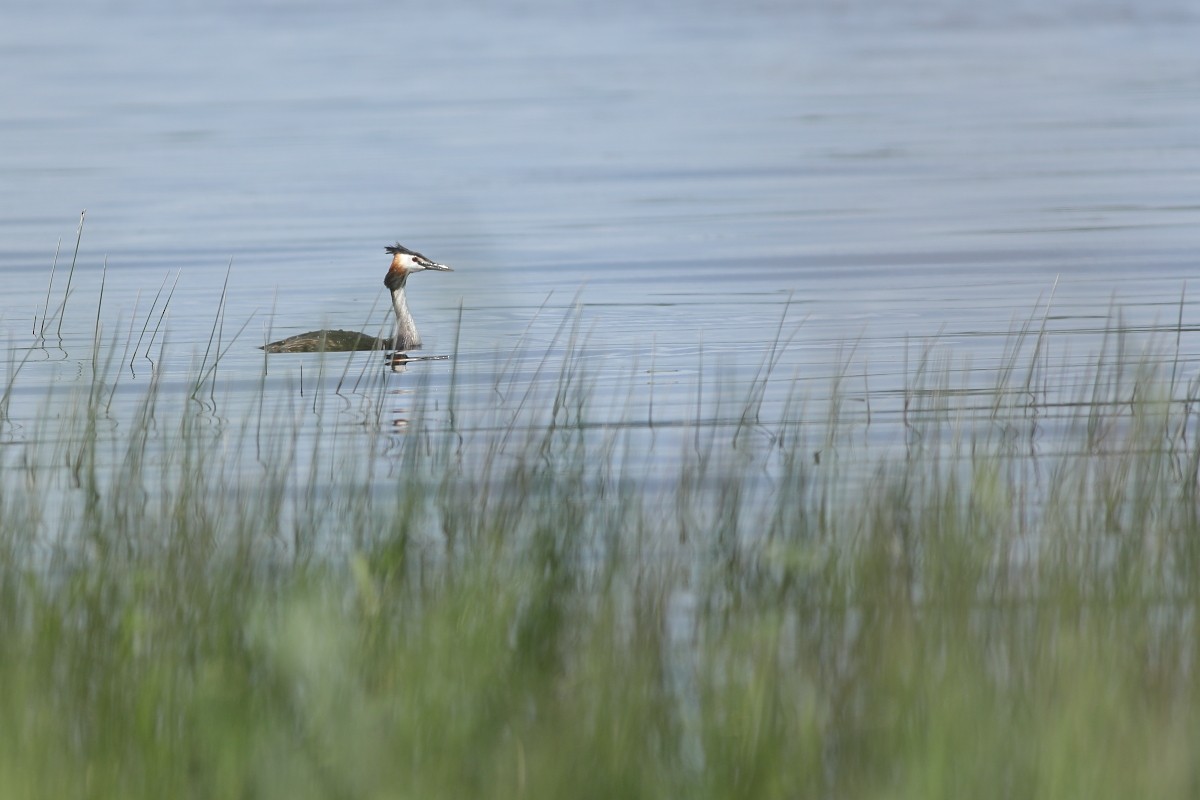 Great Crested Grebe - ML620640300