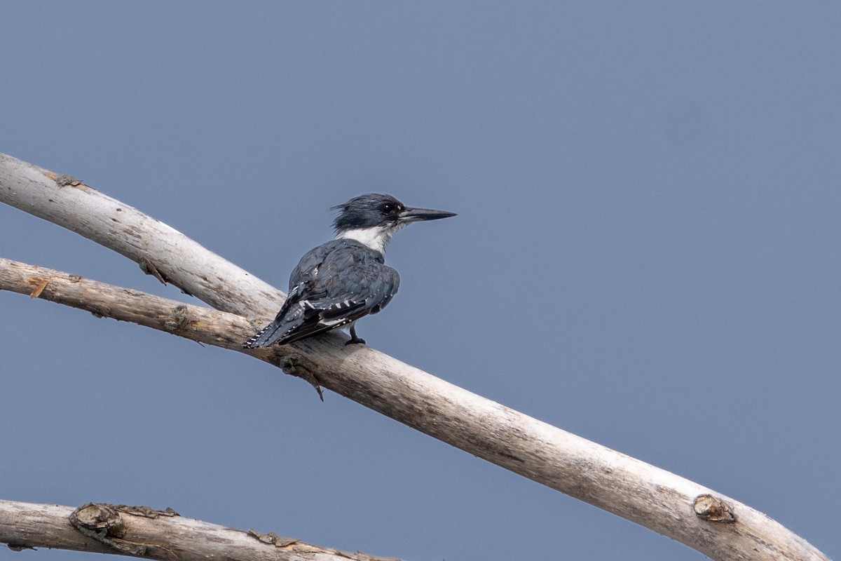 Belted Kingfisher - ML620640301