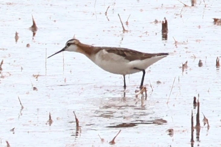 Wilson's Phalarope - ML620640305