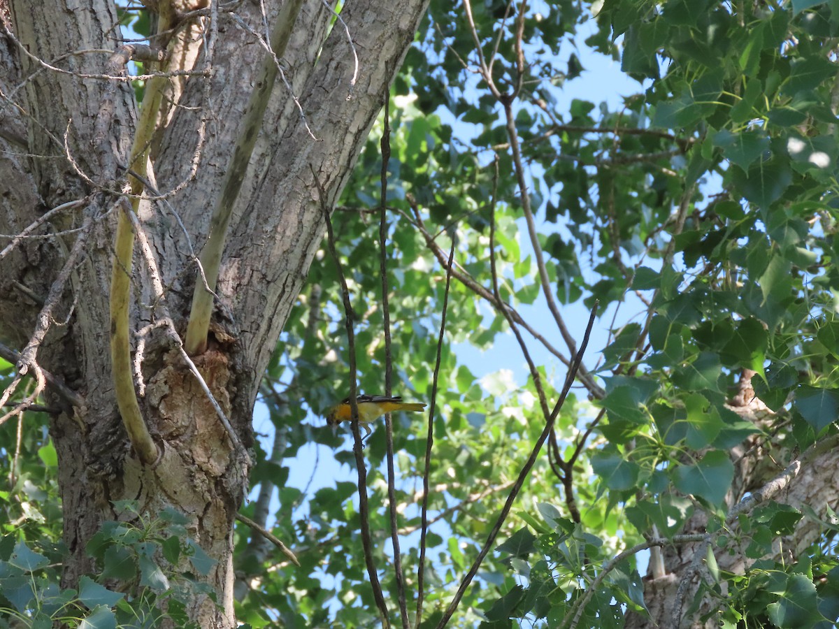 Baltimore Oriole - ML620640309