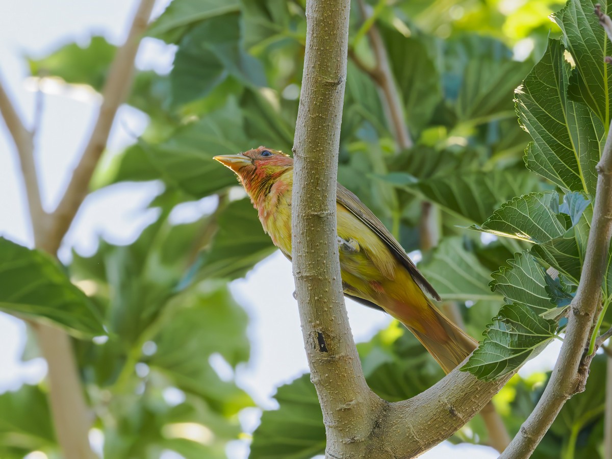 Summer Tanager - ML620640310