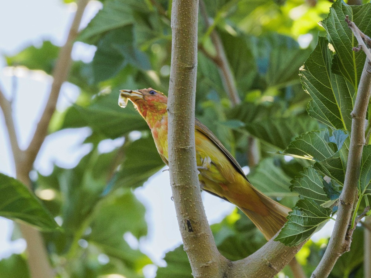 Summer Tanager - ML620640313