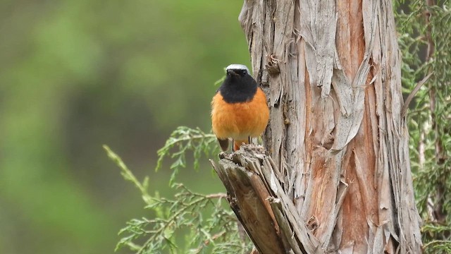 Hodgson's Redstart - ML620640319