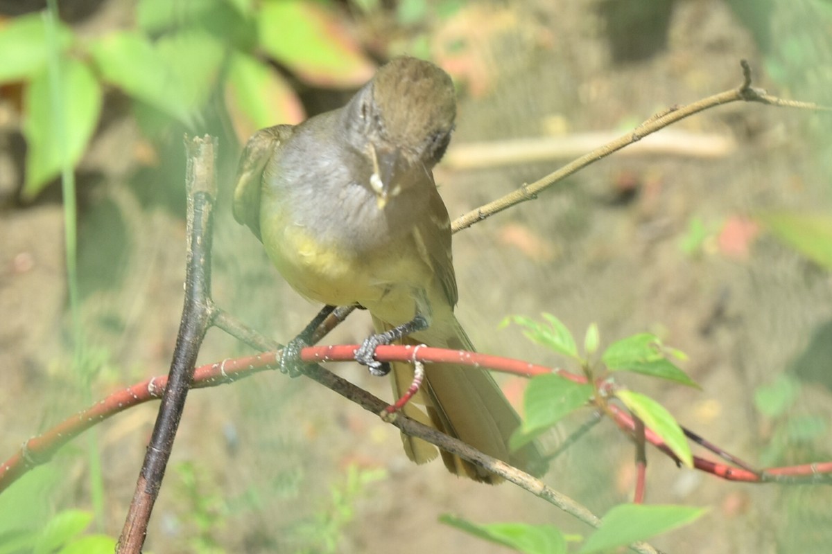 Great Crested Flycatcher - ML620640323