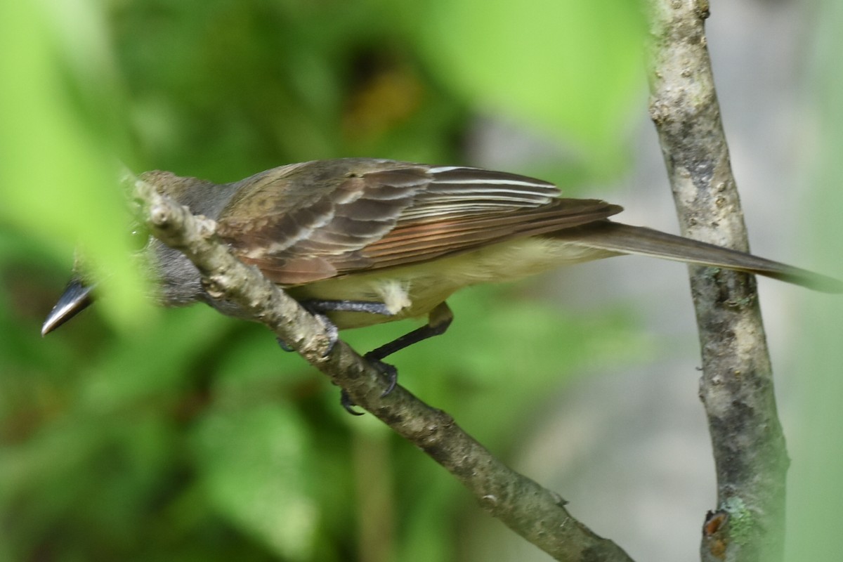Great Crested Flycatcher - ML620640324