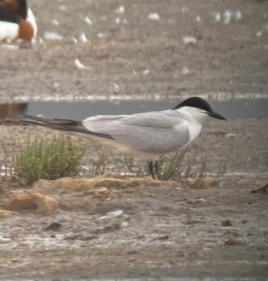 Gull-billed Tern - ML620640331