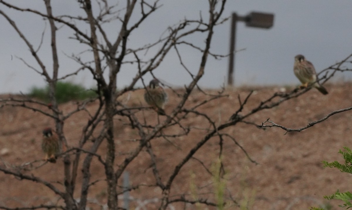 American Kestrel - ML620640332