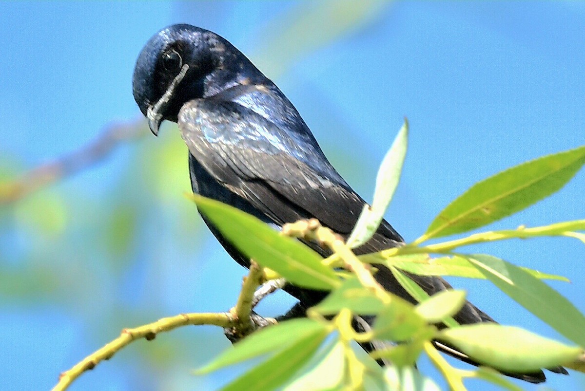 Purple Martin - ML620640335