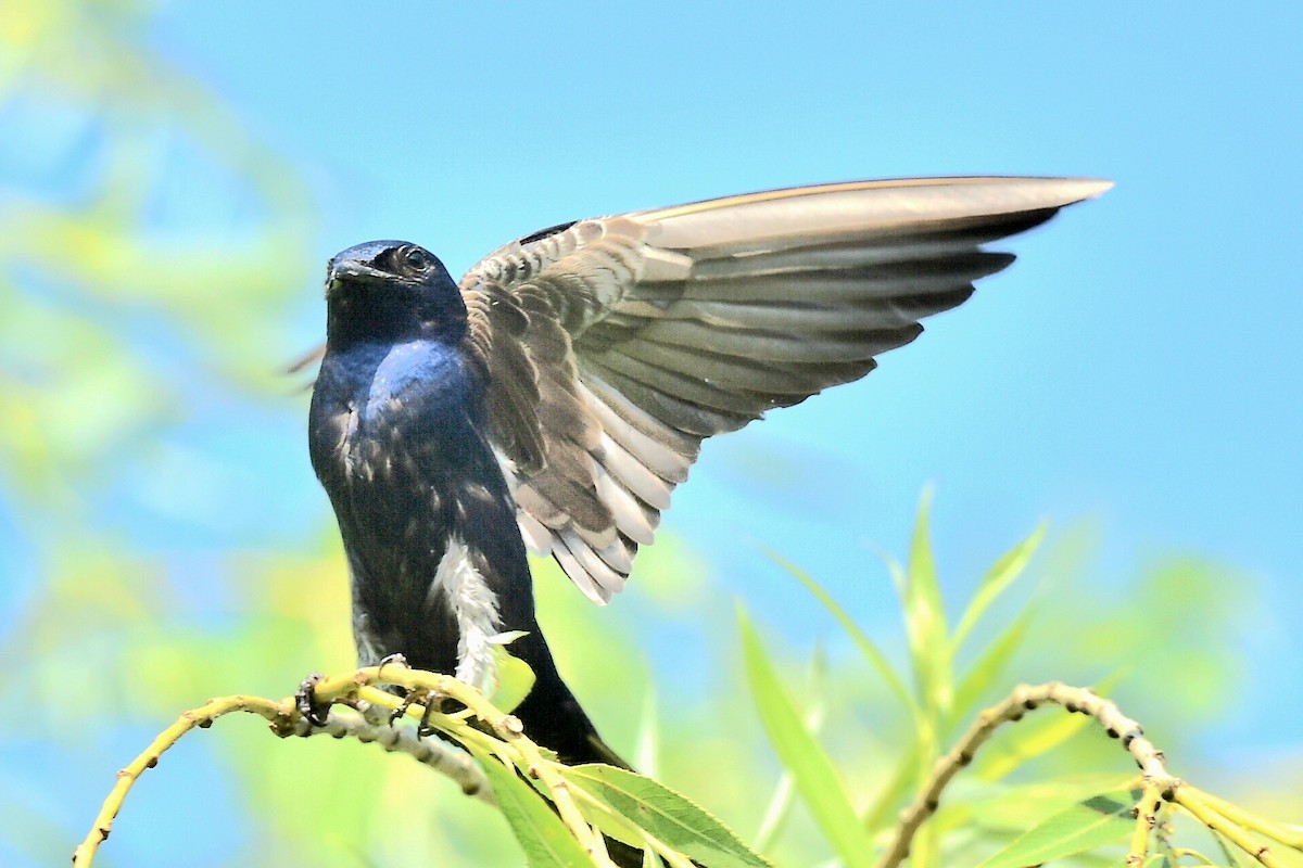 Purple Martin - ML620640336