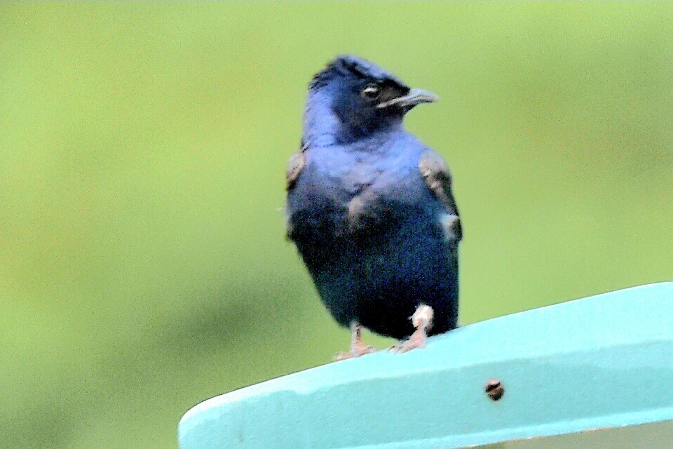 Purple Martin - ML620640337